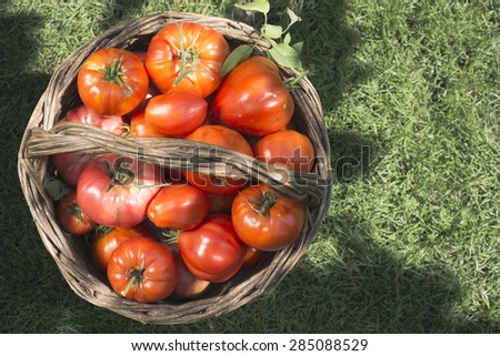Tomatoes in wooden basket on green meadow. Sun light