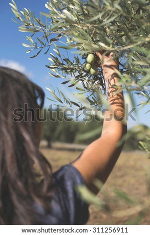 Hand holding olive tree branch. Sun light