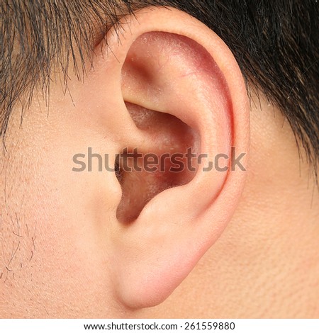 The ear
