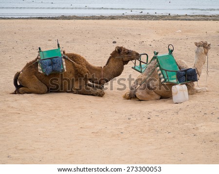 Two camel resting on the beach