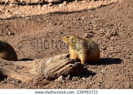 The marmot. Higher society animal.  Stares at the rest of group for situation awareness.
