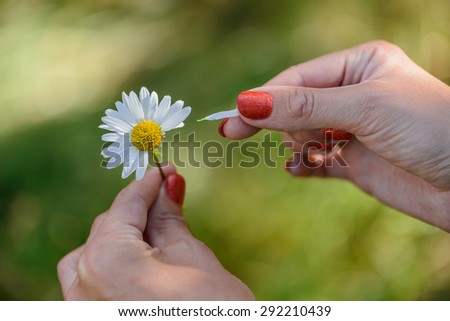 The girl guesses on a chamomile on nature in summer. The girl tears off the petals of daisy.