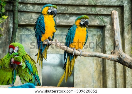 Pair of parrots, blue-and-yellow macaw (ara ararauna) sitting on a branch, focus on the blue-and-yellow parrots