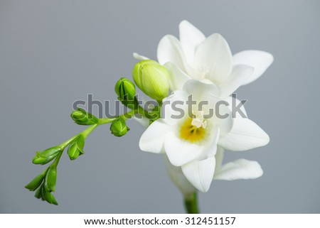 The branch of white freesia with flowers and buds on a gray background