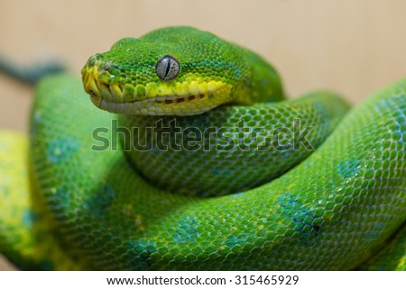 Green Tree Python, focus on the eye