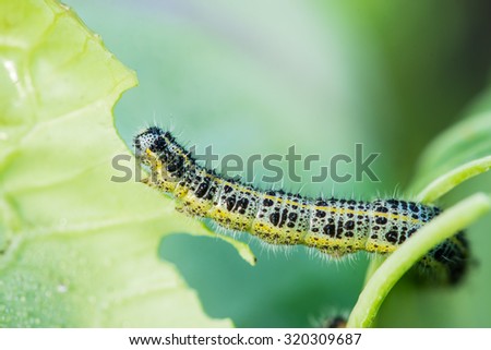 Pieris brassicae caterpillar pest eating leaf, critter called cabbage butterfly making hole in vegetable, cabbage white insect on cabbage leaf. Shallow depth of field, focus on caterpillar