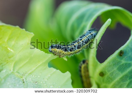 Pieris brassicae caterpillar pest eating leaf, critter called cabbage butterfly making hole in vegetable, cabbage white insect on cabbage leaf, Shallow depth of field, focus on caterpillar