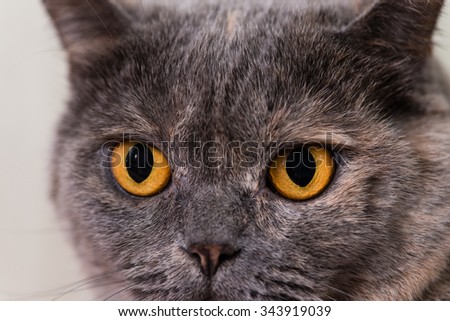 Close-up of orange eyes British Shorthair cat, 5 years old