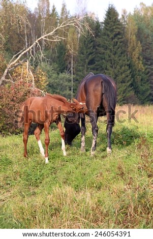 The horse feeds a foal on a pasture