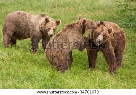 family of bears playing