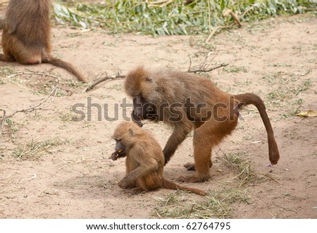 Monkeys Eating