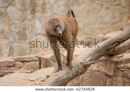 wild monkey walking on the trunk