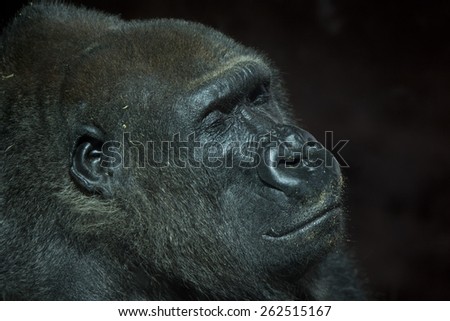 Profile shot of a peaceful resting but critically endangered old male mountain gorilla smiling serenely with eyes closed against a dark background