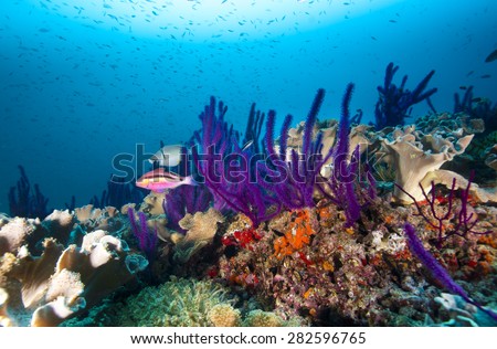 Colorful coral reef in Oman with pink goat fish and other reef fish and sponges with blue background