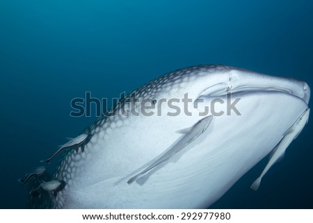 Interaction with a curious juvenile whale shark swimming near a reef in the Arabian sea off the coast of Oman in the Straits of Hormuz with remora attached in clear blue waters