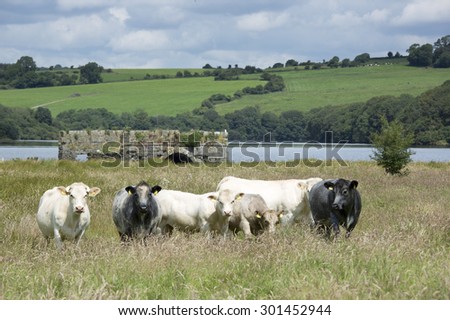 Pastoral landscape showing lake and cattle on farm near Ring of Kerry on west coast of Ireland near the mountains on a sunny day with green fields and blue skies with clouds and hills.