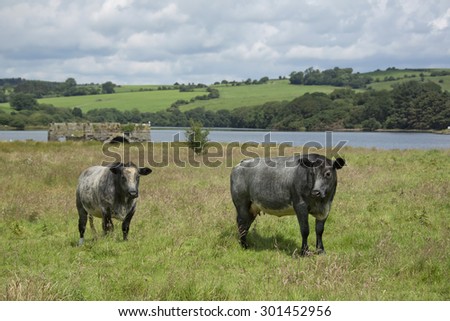 Pastoral landscape showing lake and cattle on farm near Ring of Kerry on west coast of Ireland near the mountains on a sunny day with green fields and blue skies with clouds and hills.