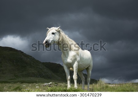 Lone white wild horse on a remote hillside in County Kerry on the west coast of Ireland with dramatic dark storm clouds during stormy weather in summer.