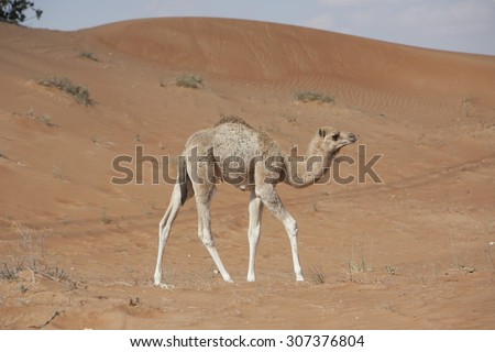 Cute baby camel, new born, taking first steps on red sand dunes in the arabian desert in the United Arab emirates near fossil rock.