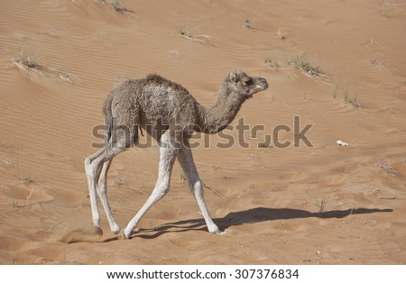 Cute baby camel, new born, taking first steps on red sand dunes in the arabian desert in the United Arab emirates near fossil rick.