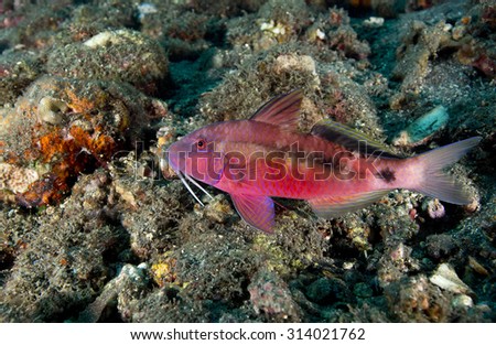 Goatfish (Swarthy headed?) fish on black background near tropical coral reef in Tulamben Bali Indonesia