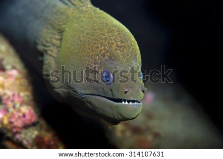 Funny view of sad green giant moray eel (Gymnothorax javanicus) staring unhappily at the camera from a crevice in a coral reef in Tulamben in Bali in Indonesia with a downturned mouth.
