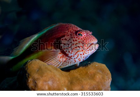 A close up study of the face of a freckled hawkfish (Paracirrhites forsteri) fish sitting on a sponge on a tropical coral reef against a dark background in Bali in Indonesia