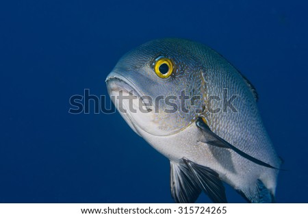 Funny view of head of curious unhappy Midnight Snapper (Macolor macularis) with big eyes near a tropical coral reef at Talumben on Bali in Indonesia looking at camera against a black background