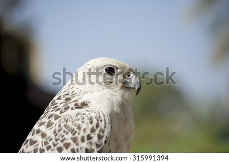 Head and shoulders or profile shot of an alert Gyr Falcon or Gerfalcon (Falco rusticolus), a large hunting polymorphic species of raptor, shot with green foliage background in the United Arab Emirates
