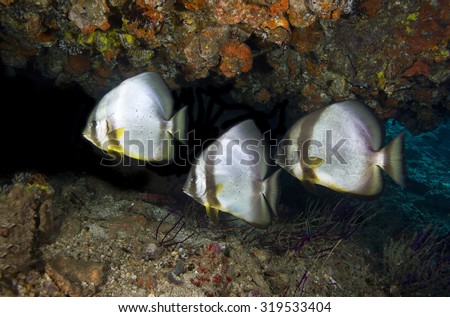 A small group of three curious but shy and wary long-finned batfish (platax pinnatus) tropical fish found while scuba diving in a cave on an offshore island in the Daymaniat Islands in Oman