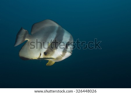 A single large curious but shy and wary long-finned batfish (platax pinnatus) tropical fish found while scuba diving at a remote offshore island in the Musandam area of Oman in the Straits of Hormuz