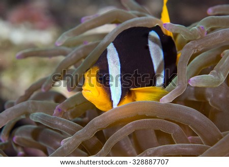 Face (portrait) of a cute adult Clark\'s Anemonefish (Amphiprion clarkii) tropical fish lying on healthy coral on an anemone on a coral reef in the Musandam area of Oman in the Arabian sea
