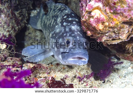 The face of a shy cute and curious Oscellated Rocked (Epinephelus caeruleopunctatus) tropical fish a coral reef in the Musandam area of Oman in the Arabian sea
