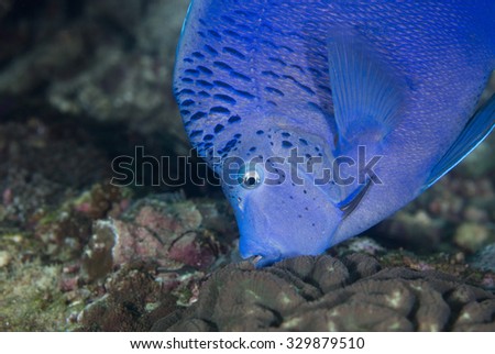 Close up view of the face of a cute Arabian Angelfish (Pomacanthus asfur) tropical fish lying on healthy coral on  a coral reef in the Musandam area of Oman