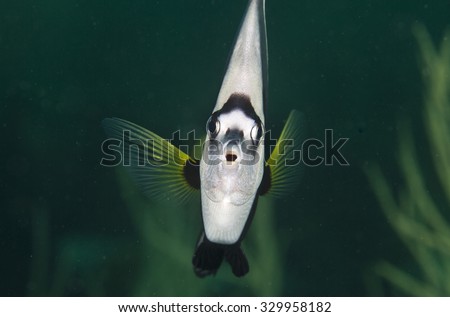 The face of a cute and curious little Longfin Bannerfish (Heniochus acuminatus) tropical fish a coral reef in the Musandam area of Oman in the Arabian sea