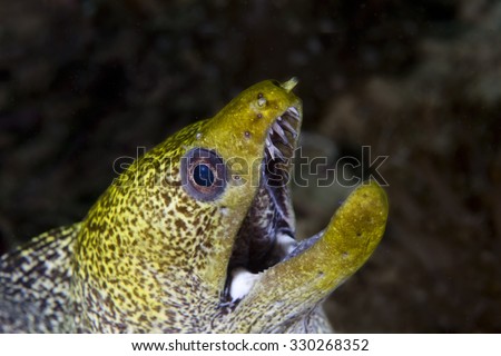 Close up view of the mouth and sharp teeth of a large Green long nosed Moray Eel (Gymnothorax Gymnothorax funebris) tropical fish on a coral reef in the Musandam area of Oman in the Arabian sea