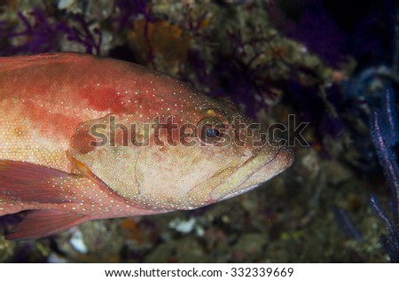 A single blue spotted grouper, or red hind, or blue spotted rock cod tropical fish against a dark background  on a coral reef in the Musandam area of Oman in the Arabian sea