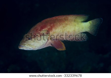 A single blue spotted grouper, or red hind, or blue spotted rock cod tropical fish against a black background  on a coral reef in the Musandam area of Oman in the Arabian sea