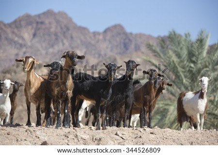 Herd of domestic goats at an arid remote mountain farm at a village in a remote area of the United Arab Emirates in Arabia.