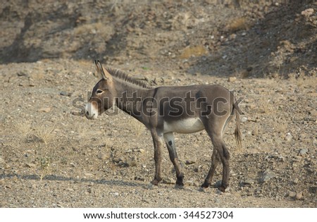 A wild ass walking in a wadi at an arid remote mountain farm at a village in a remote area of the United Arab Emirates in Arabia.