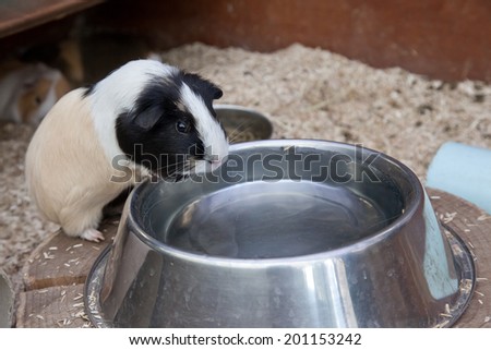 Guinea pig in a pen