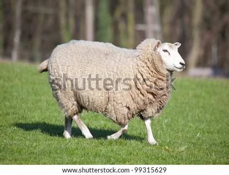 Photo of a female sheep in a pasture