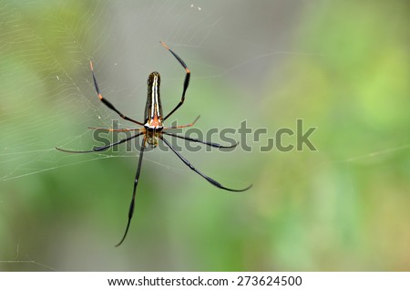 colorful spider resting on the web