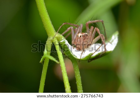 Lynx Spider protecting her net