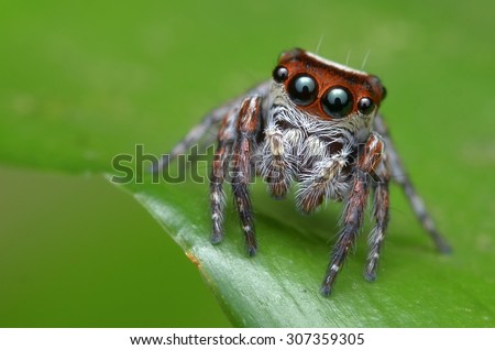 a little cute jumping spider