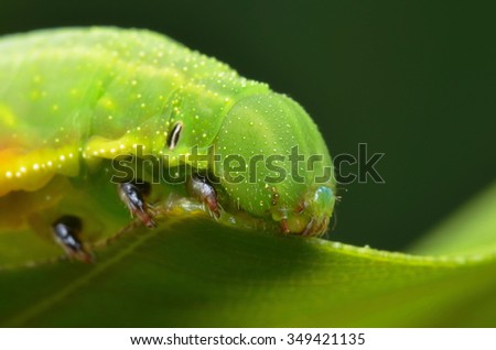 Caterpillar eating the leaf