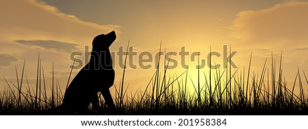 Concept or conceptual young beautiful black cute dog silhouette in grass or meadow over a sky at sunset landscape background, metaphor to nature, summer, fun, happy, domestic, vacation, peace or relax
