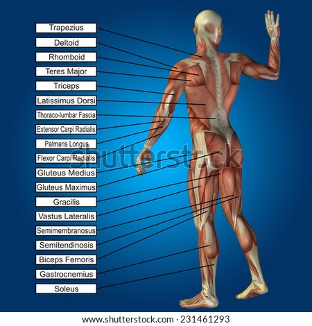 Concept conceptual 3D human anatomy and muscle text on blue gradient background, metaphor to body, tendon, spine, fit, builder, strong, biological, skinless, shape, muscular, posture, health medical