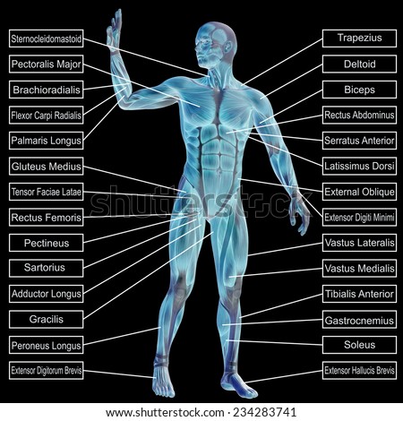 Concept conceptual 3D human anatomy and muscle text on black background, metaphor to body, tendon, spine, fit, builder, strong, biological, skinless, shape, muscular, posture, health medical