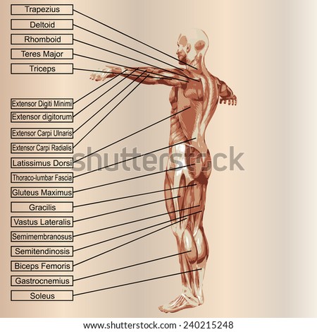 Vector concept or conceptual 3D human anatomy and muscle text on beige vintage background, metaphor to body, tendon, spine, fit, builder, strong, biological, skinless, shape, posture, health medical